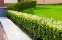 Zo ontwikkel je een mooie onderhoudsarme tuin